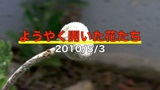 100503flowers